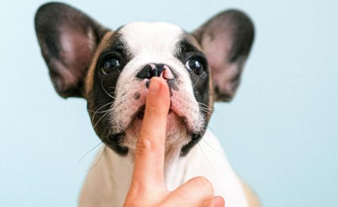 7 Tipps für die erfolgreiche Hundeerziehung